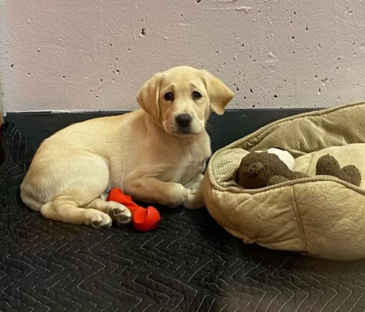 Announcing Sponsorship of "Pup in Training" at Freedom Service Dogs